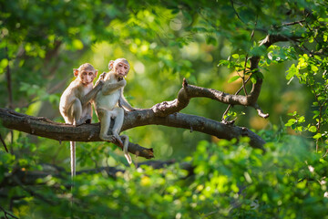Fototapeta premium Portrait, Two little monkeys or Macaca in a natural forest park sit on a branch and is looking, enjoy, happy. At Khao Ngu Stone Park, Ratchaburi, Thailand. Leave a blank and space for text entry.