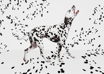 Portrait of beautiful purebred dog, Dalmatian posing over white background with black spots. Black and white aesthetics