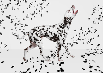 Portrait of beautiful purebred dog, Dalmatian posing over white background with black spots. Black...