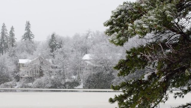 pine tree with a falling snow background 4k video