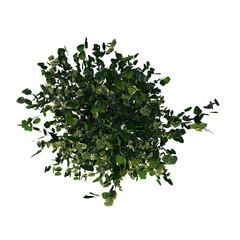 Top view of Plant (Flowerpot with Ficus Benjamina 3) Tree png