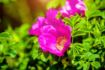 Rosehip flowers on a green natural background