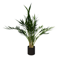 Front view of Plant (Flowerpot with Areca Palm 2) Tree png 