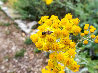 flowers with bees a botanical garden