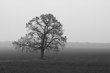 Black and white photo with tree