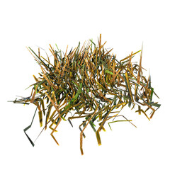 Front view of Plant ( Dry Grass Lawn 2.1) Tree png