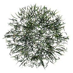 Top view of Plant (Grass 4) Tree png