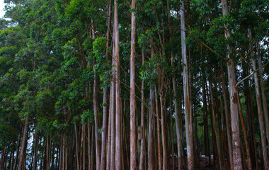 Pine forest in monsoon season wet atmosphere 