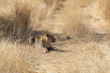 a leopard searching for prey in the grasslands of Namibia's Kalahari Desert