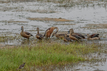 F ulvous whistling duck or fulvous tree duck (Dendrocygna bicolor) standing in the grass