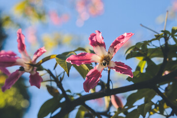 Fototapeta premium pink large flowers Chorisia or Ceiba speciosa growing on a tree