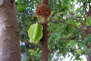 Star fruit (Carambola) grafting involves cutting another fruit branch to insert into another tree branch. 