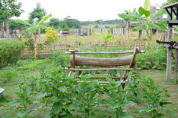 Thai country-side green garden with a lot of plants.