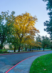 Seattle Park Autumn Trees 3