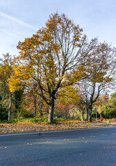 Seatac Yellow Autumn Trees 2