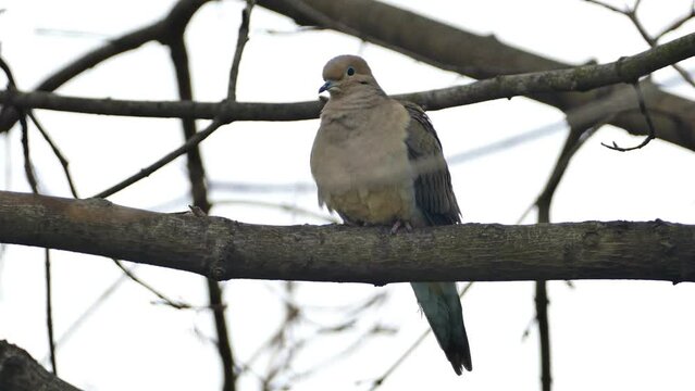 Turtle dove is sitting on tree brunch