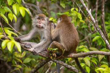 Wild Monkey In Borneo Forest