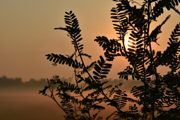 early morning sunrise dark black leaf branch silhouette