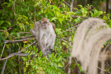 Wild Monkey In Borneo Forest