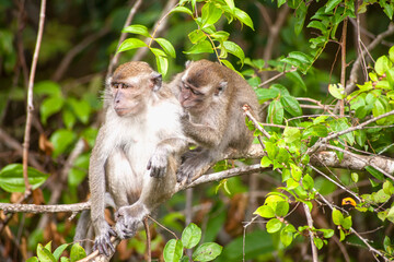 Wild Monkey In Borneo Forest