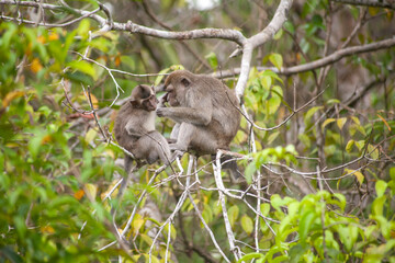 Naklejka na ściany i meble Wild Monkey In Borneo Forest