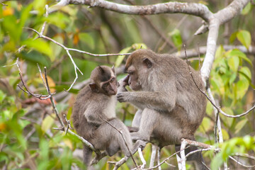 Wild Monkey In Borneo Forest