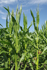 Young corn against the blue sky. Sunny day. Vertical.