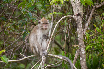 Wild Monkey In Borneo Forest