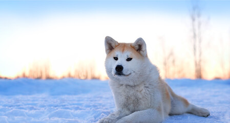 Fototapeta premium Akita inu dog lying on snow, winter natural background. cute red Japanese dog relaxation outdoor in snowy winter day. copy space