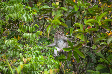 Wild Monkey In Borneo Forest
