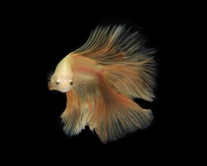 Yellow Betta fish with black background 