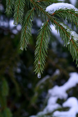Snow on fir tree branches, in the forest