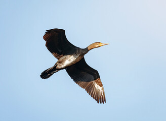 Parc de la Camargue, cormoran en vol