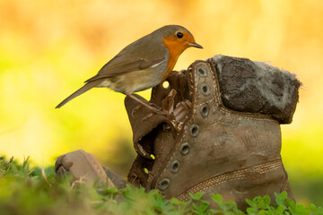Cute robin sitting on abandoned boot in nature