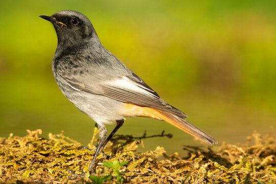 Cute male black redstart sitting on green ground in sunlight