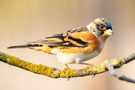 Cute spotty bird sitting on twig
