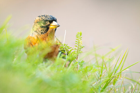Cute brambling sitting on grassy lawn in sunlight