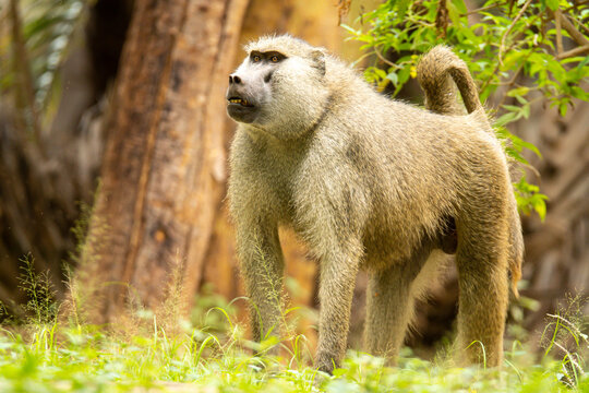 Aggressive yellow baboon on grassy ground