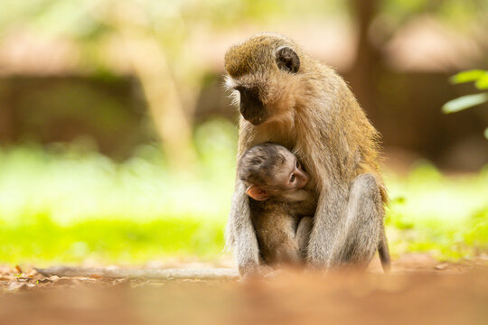 Infant monkey sucking breast of mother