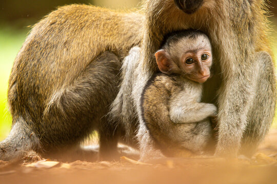 Infant monkey sucking breast of mother