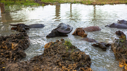 View of a herd of Thai buffaloes playing and bathing in a pond which is a popular livestock farm.