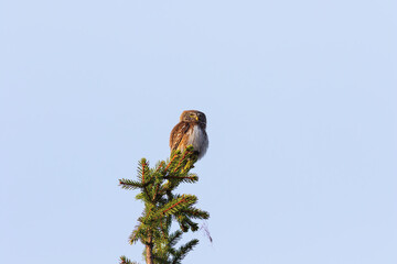 eurasian pygmy owl on a spruce
