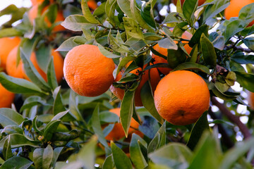 Orange tree with oranges closeup, tropical fruits on a branch in the garden, fruit plant outdoors.