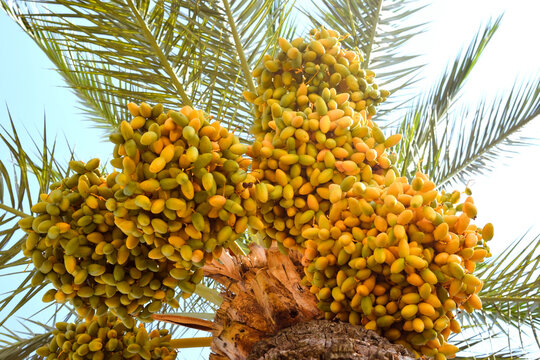 Close-up of colorful date palm fruits on blue background. ate palm tree with unripe colorful fruit clusters