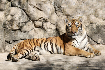 Fototapeta na wymiar Close up Indochinese tiger is rest