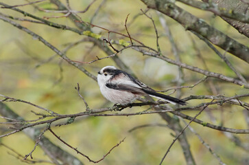 Long -tailed tit the dreamer. A walk in the forest