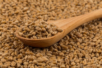 Wheat grain on white