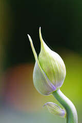 Bud of an African lily (Agapanthus) in an early stage with a curved stem