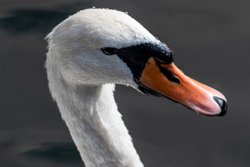 Obraz premium White swan, sunny waterbird head with water drops on dark pond water, close-up