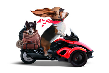 Basset hound and puppy traveling on a tricycle
